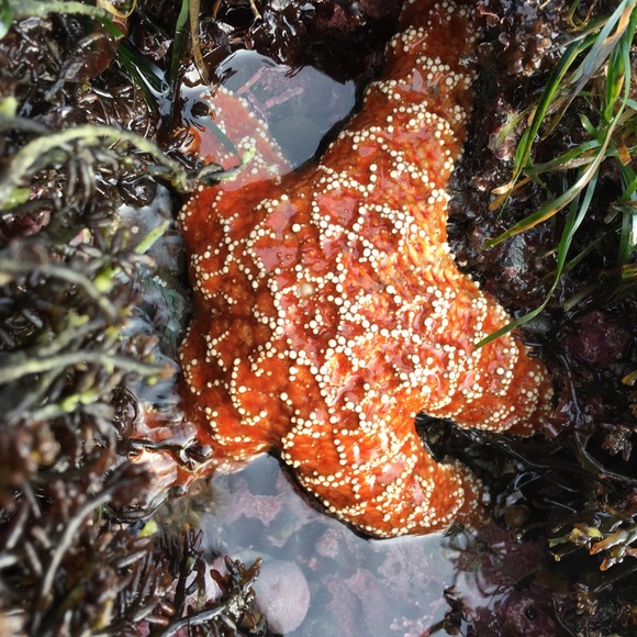 Meet your Posher, Melissa - Picture 1 of 1